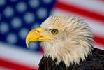 Bald Eagle with American Flag