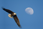 Bald Eagle Adult with Moon