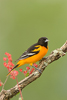 Baltimore Oriole Male with Red Flowers 