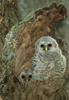 Barred Owl Chicks at Nest Cavity