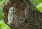 Barred Owl (Strix varia) young in nest cavity