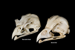 Barred-Owl-and-Red-tailed-Hawk-skull-comparison