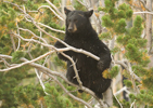Black Bear (Ursus americanus) in tree
