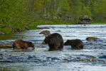 Black Bear (Ursus americanus) mother and two cubs crossing river