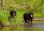Black Bear mother and cub at river