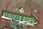 Black-capped Chickadee on Reindeer Sign
