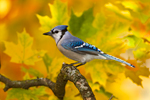 Blue Jay Fall Colors