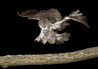 Great Horned Owl Landing on Branch at Night