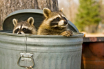 Northern Raccoon Pair in Garbage Can