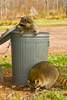 Northern Raccoon in Garbage Can