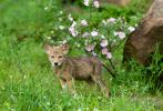 Coyote Canis latrans, young with roses