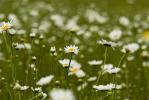 Daisy Flowers in Field