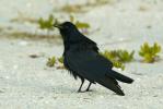 Fish Crow Corvus ossifragus