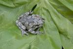 Gray Treefrog, Hyla versicolor, 