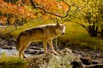 Gray Wolf (Canus lupus) fall color on rock