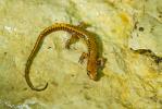 Longtail Salamander, Eurycea longicauda
