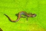 Redback Salamander, Plethodon cinereus