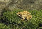 Wood Frog, Rana sylvatica,