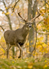 White-tailed Buck in Fall Colors