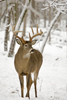 White-tailed Buck in Snow