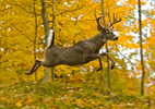 White-tailed Buck Jumping in Fall Colors
